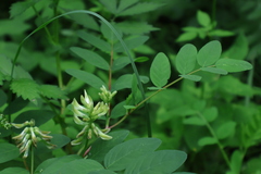 Astragalus glycyphyllos, photograph (c) Мирослав Соболев, some rights reserved (CC BY)