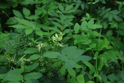 Astragalus glycyphyllos, photograph 1