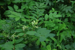 Astragalus glycyphyllos, photograph (c) Мирослав Соболев, some rights reserved (CC BY)