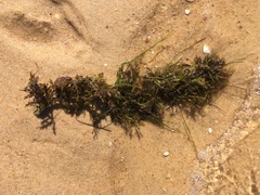 Cystoseira compressa