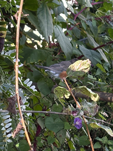 American Robin