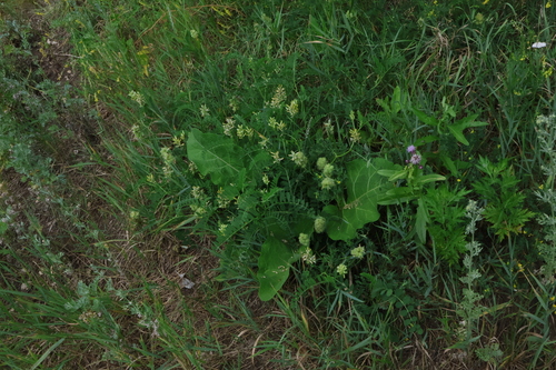 Astragalus cicer, photograph 6