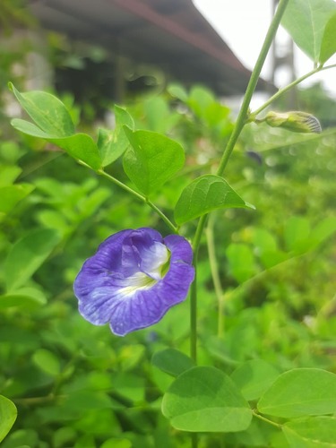 Blue Pea