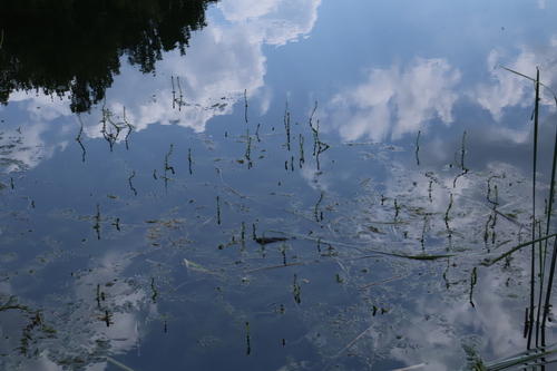 Myriophyllum verticillatum, photograph 4