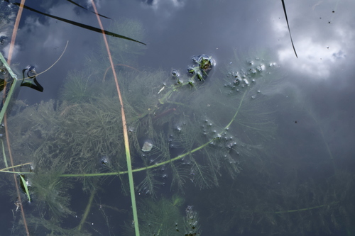 Myriophyllum verticillatum, photograph 2