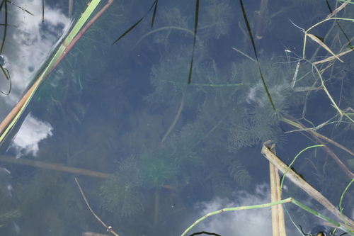 Myriophyllum verticillatum, photograph 1