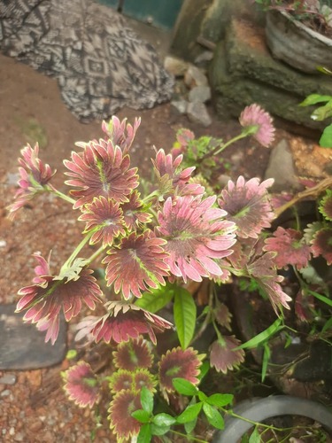 Coleus