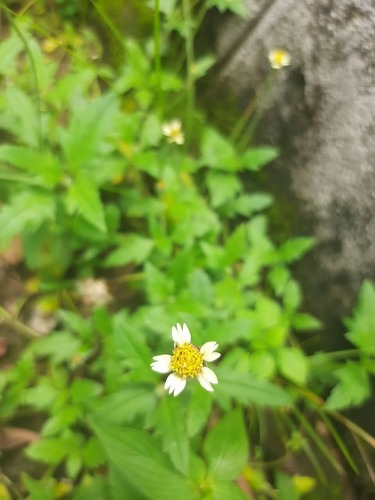 Tridax Daisy