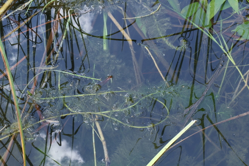Myriophyllum verticillatum, photograph 3