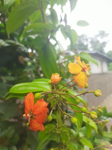 Phanera kockiana