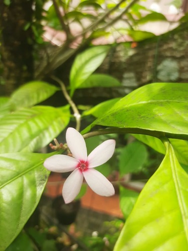 pink kopsia