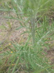 Hymenopappus flavescens