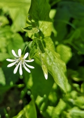 Stellaria nemorum