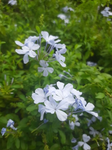 blue plumbago