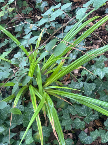 Carex pendula, photograph 3