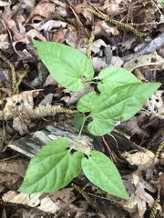 Endodeca serpentaria