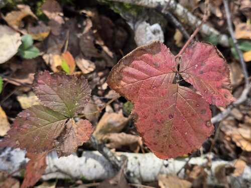 Rubus saxatilis, photograph 3