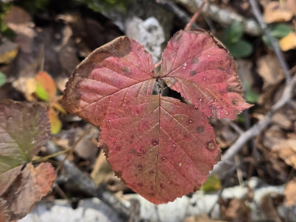 Rubus saxatilis; photograph (c) Сергей Голубев, some rights reserved (CC BY)