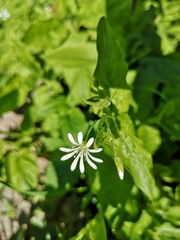 Stellaria nemorum