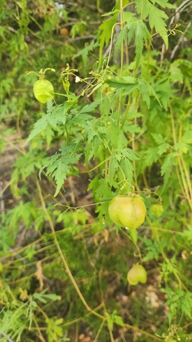 Cardiospermum halicacabum