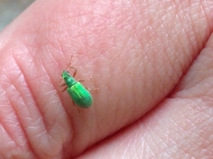 Polydrusus pterygomalis