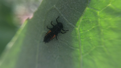 Harmonia axyridis