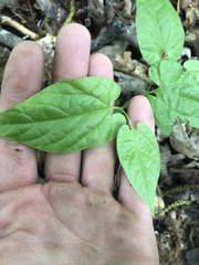 Endodeca serpentaria