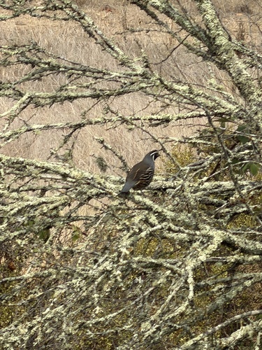 California Quail seen in Sonoma Valley