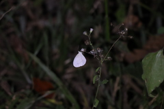 Leptosia nina niobe