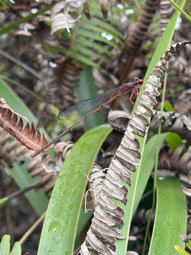 Megalagrion oahuense, 2026-09-13