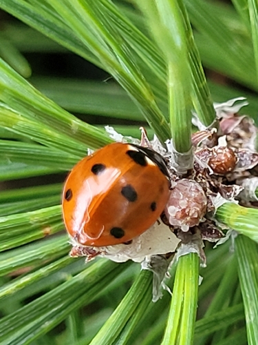 Seven-spotted Lady Beetle