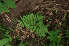Dryopteris carthusiana