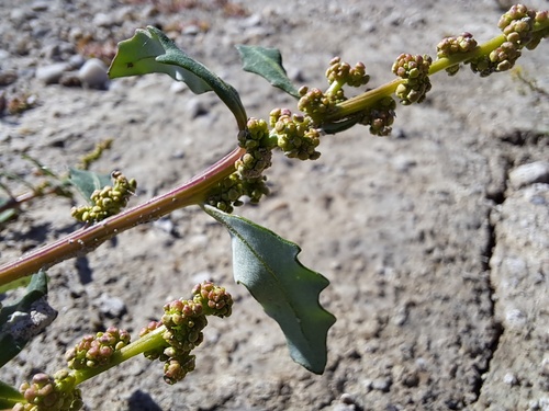 oak-leaved goosefoot