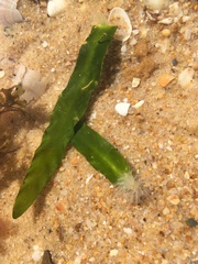 Caulerpa prolifera