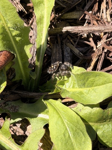 Bold Jumping Spider