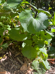 author not stated, no rights reserved Alliaria petiolata, photograph author not stated, no rights reserved