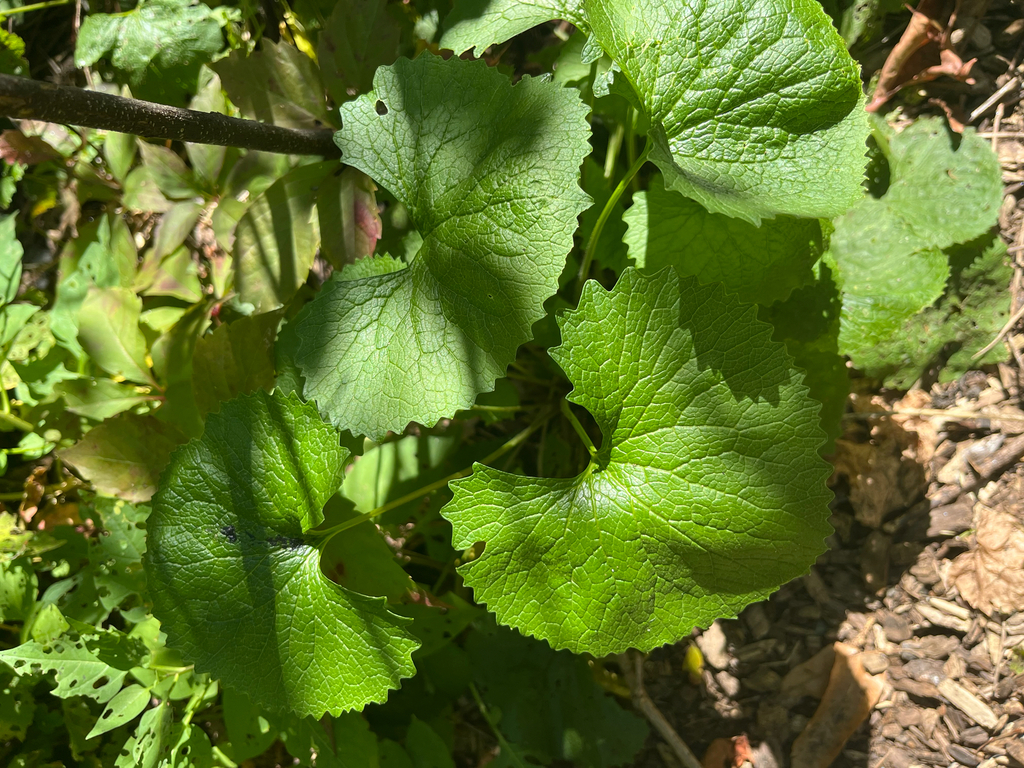 Alliaria petiolata; photograph author not stated, no rights reserved