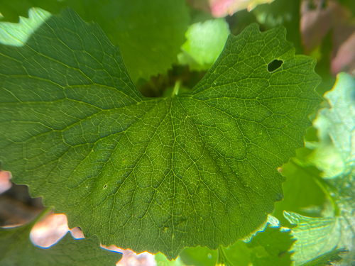 Alliaria petiolata, photograph 5