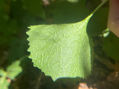 Alliaria petiolata, photograph author not stated, no rights reserved