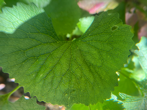 Alliaria petiolata, photograph 4