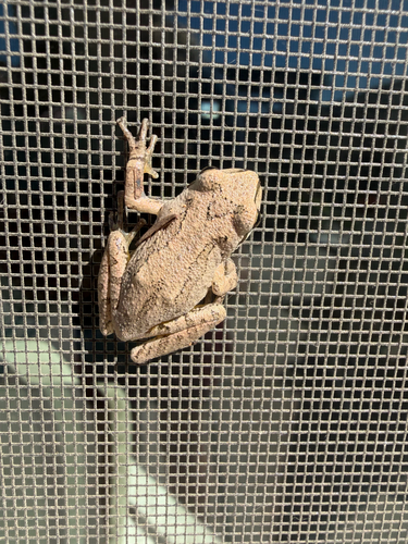 Pacific chorus frog