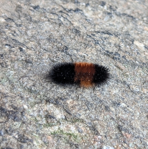 Isabella Tiger Moth