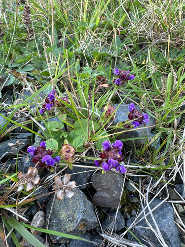 common selfheal