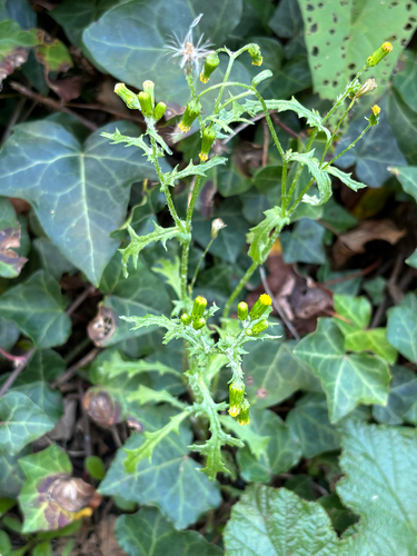 Senecio vulgaris, photograph 1