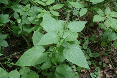 Stachys sylvatica