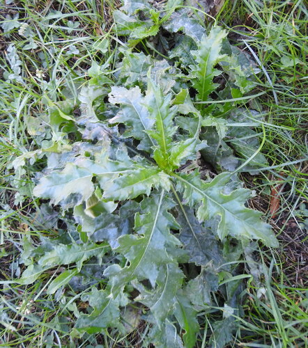 creeping thistle