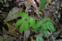 Zizia trifoliata