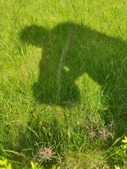 Alopecurus pratensis