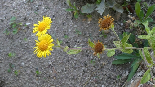 Pulicaria dysenterica, photograph 3