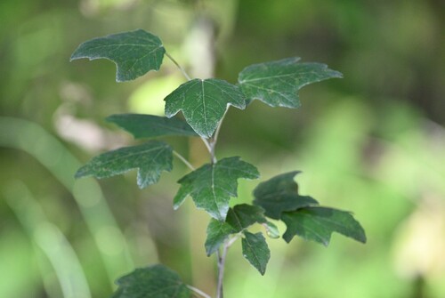 Наблюдение на iNaturalist